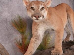 cougar full body mount