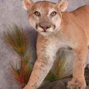 cougar full body mount