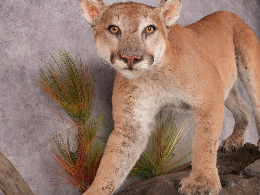 cougar full body mount cougar full body mount