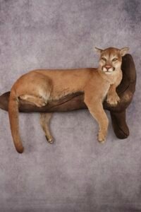 cougar taxidermy for sale