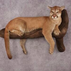 cougar taxidermy for sale