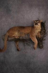 mountain lion mounts for sale