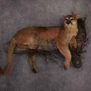mountain lion mounts for sale