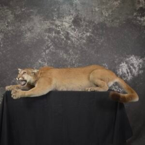 Full Body Cougar Taxidermy Shoulder Mount For Sale