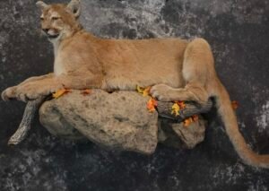 mountain lion mounts