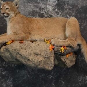 mountain lion mounts