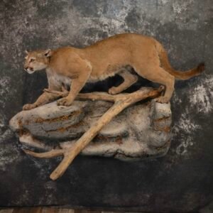 Mountain Lion, Cougar Taxidermy Mount For Sale