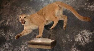 mountain lion taxidermy