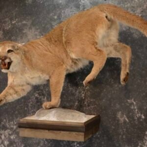 mountain lion taxidermy