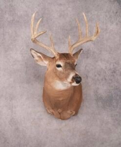 deer mounts for sale