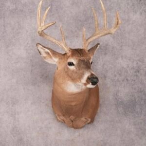 deer mounts for sale