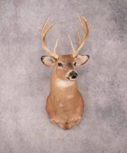 whitetail deer shoulder mount