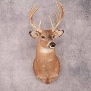 whitetail deer shoulder mount