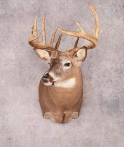 deer shoulder mount