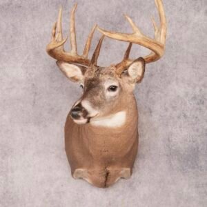 deer shoulder mount