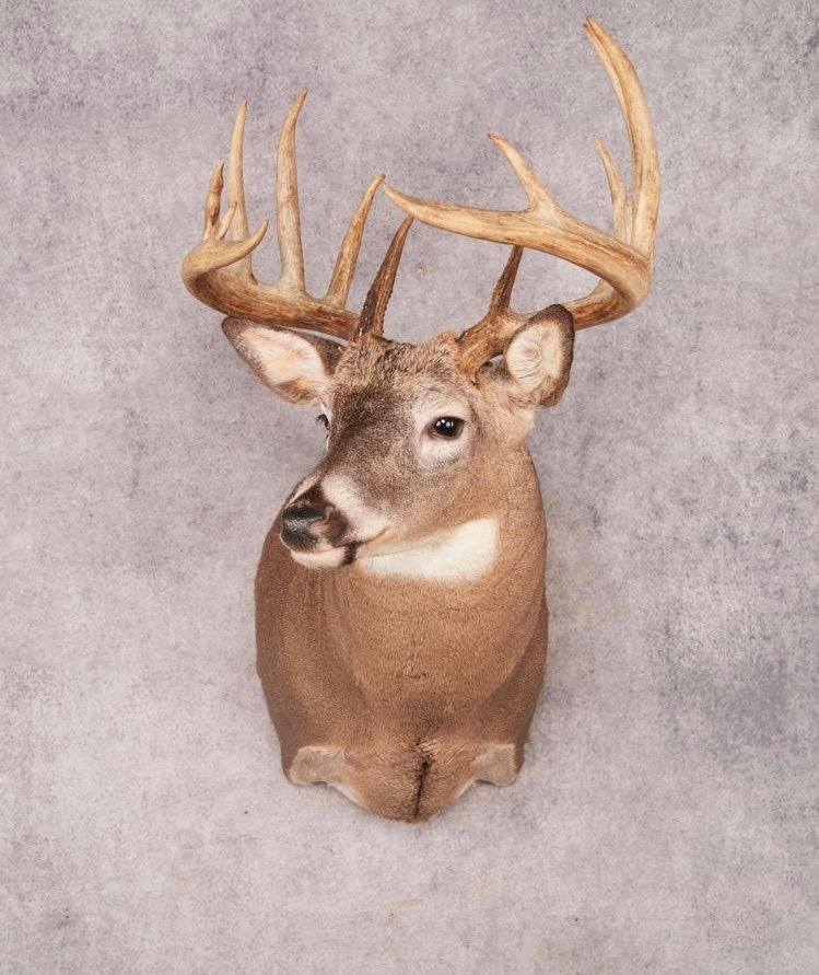 deer shoulder mount deer shoulder mount