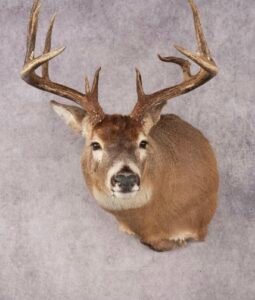 deer shoulder mount taxidermy