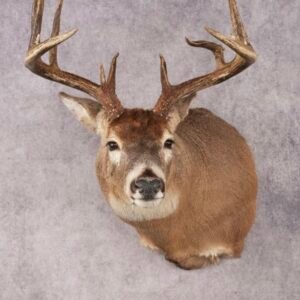 deer shoulder mount taxidermy