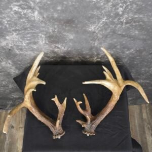 Whitetail Antler Cut Offs Double Drop Tine Taxidermy For Sale