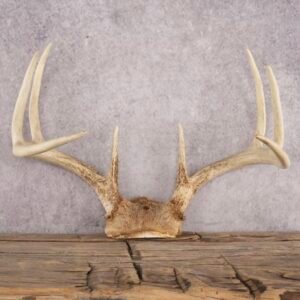 Whitetail Deer Skull Cap