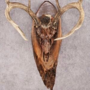 Painted Whitetail Deer Skull