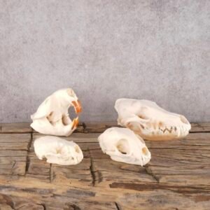Coyote, Beaver, Bobcat And Otter Skull Lot