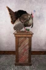 turkey full body mounts