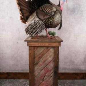 turkey full body mounts