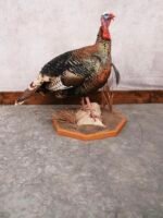 turkey taxidermy