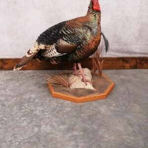 turkey taxidermy