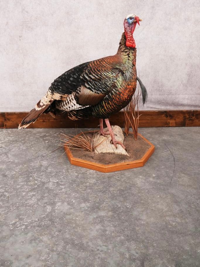 turkey taxidermy turkey taxidermy