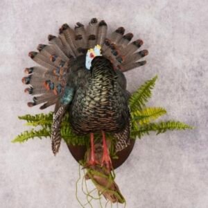 turkey taxidermy mounts
