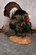 full body turkey mounts