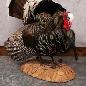 full body turkey mounts
