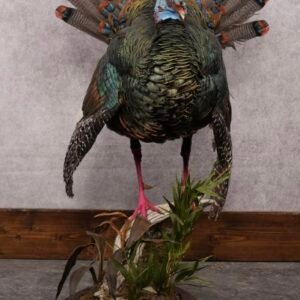 Ocellated Turkey Mount