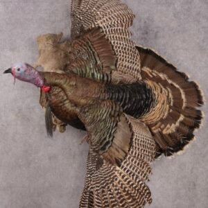 Rio Turkey Taxidermy Mount For Sale