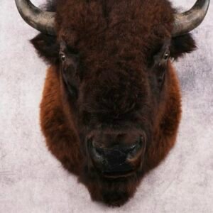 Bison Shoulder Mount
